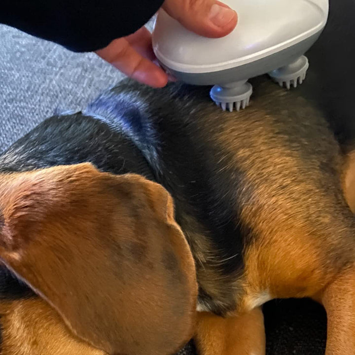 Electric Pet massager, giving pets the ultimate experience