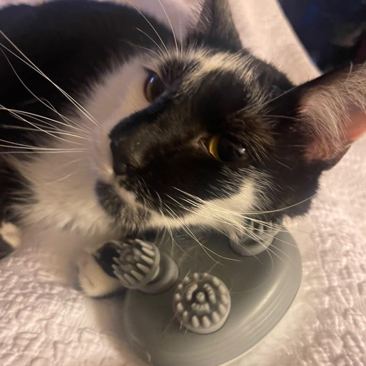 Electric Pet massager, giving pets the ultimate experience