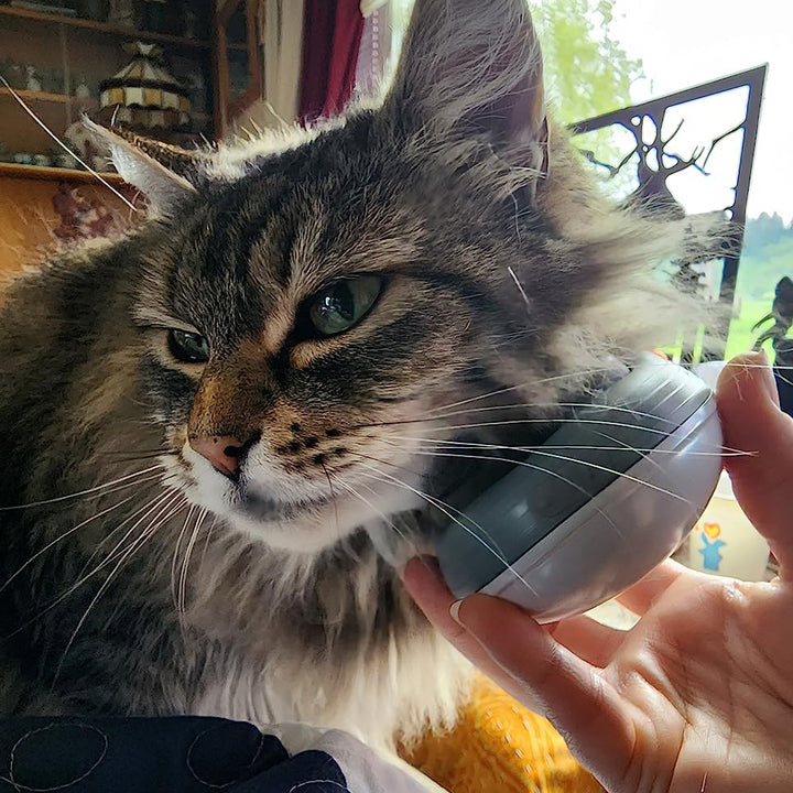 Electric Pet massager, giving pets the ultimate experience
