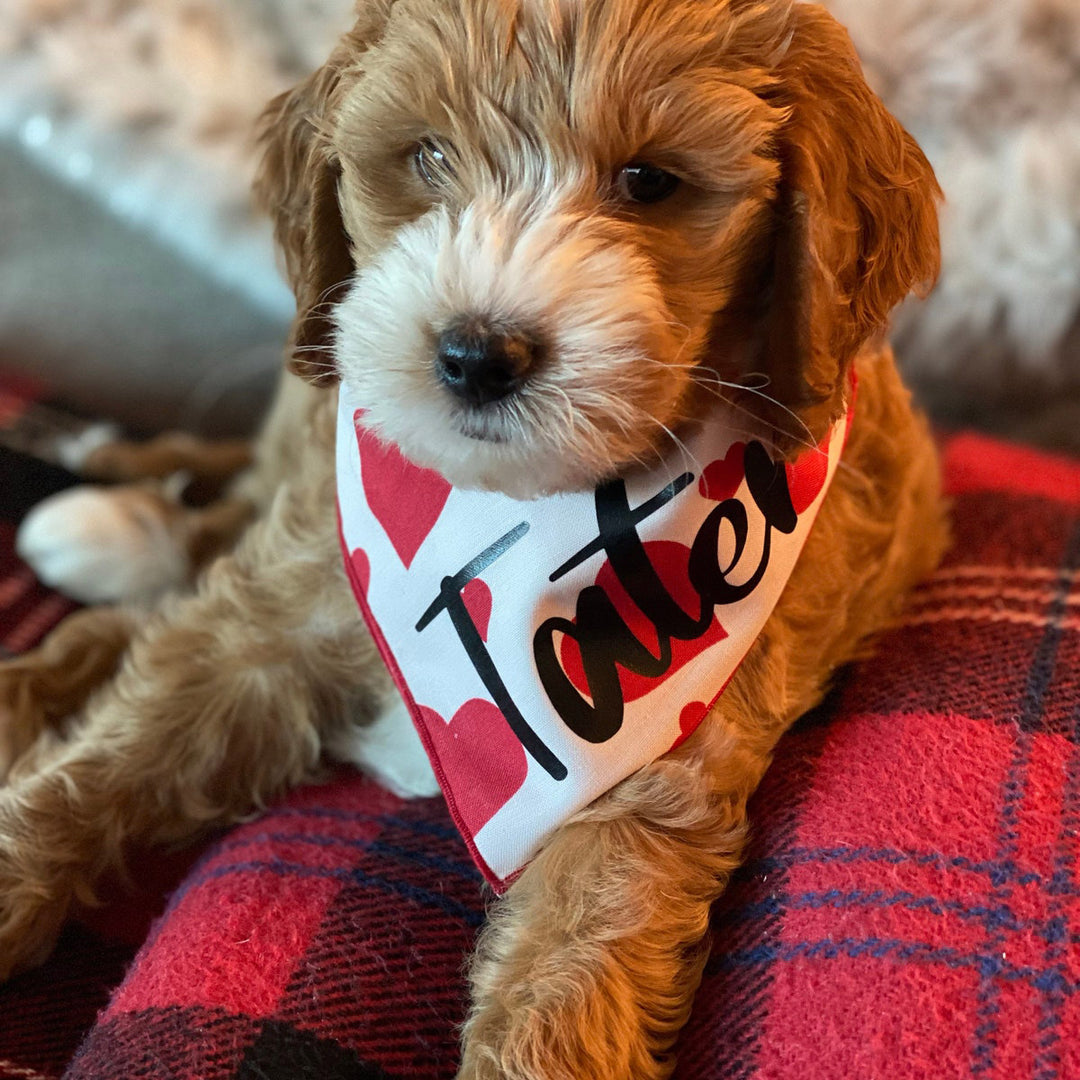 Valentine's Day Dog Bandana, Red Hearts on Blush
