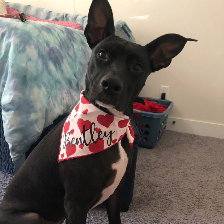 Valentine's Day Dog Bandana, Red Hearts on Blush