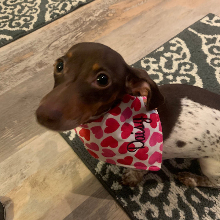 Valentine Dog bandana valentine dog gift heart dog