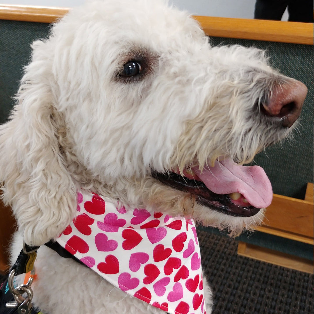 Valentine Dog bandana valentine dog gift heart dog