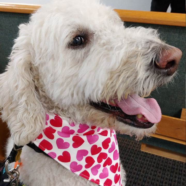 Valentine Dog bandana valentine dog gift heart dog