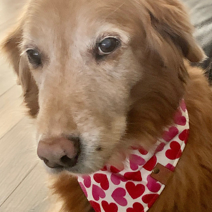 Valentine Dog bandana valentine dog gift heart dog