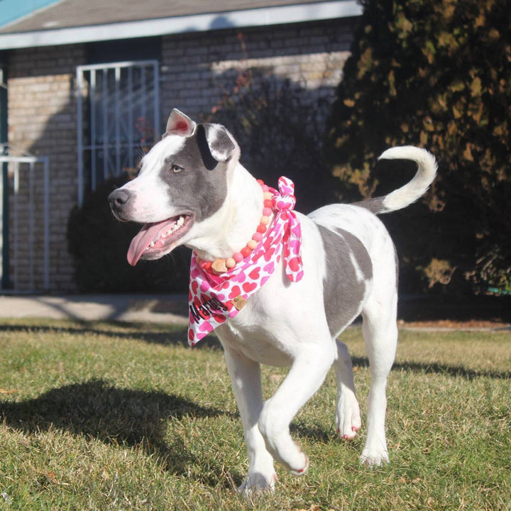 Valentine Dog bandana valentine dog gift heart dog