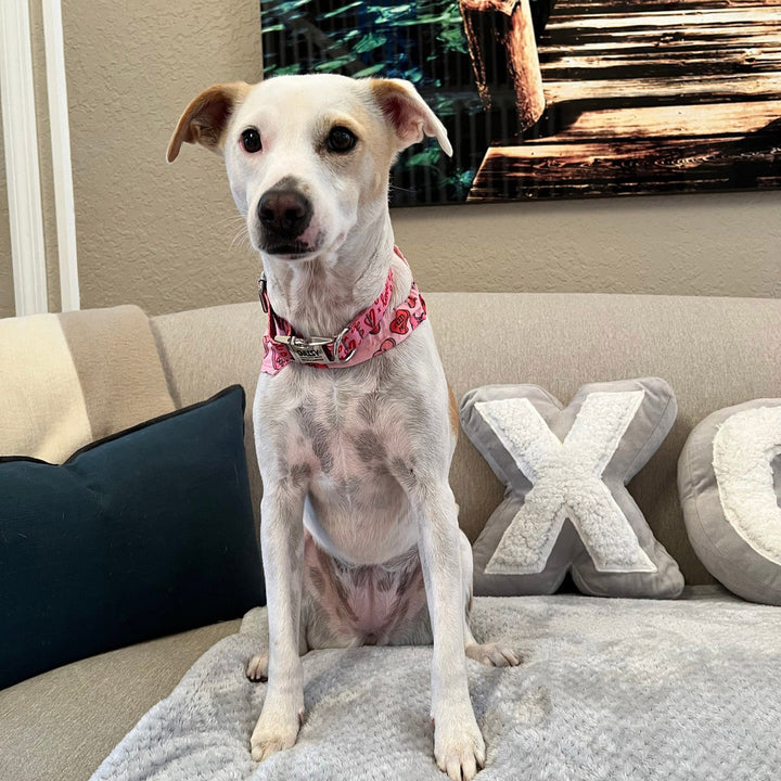 Valentines Dog Collar, Girl Dog Collar, Personalized Dog Collar