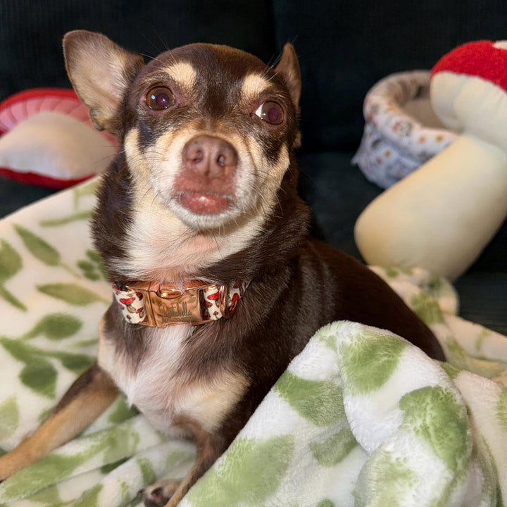 Valentines Dog Collar, Girl Dog Collar, Personalized Dog Collar