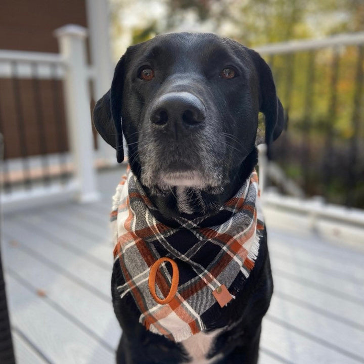 Flannel dog bandana dog gift Fall scarf dog thanksgiving dog bandana fall dog scarf dog fringed bandana plaid dog Halloween bandana frayed